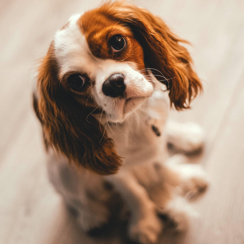 Cavalier King Charles appartement