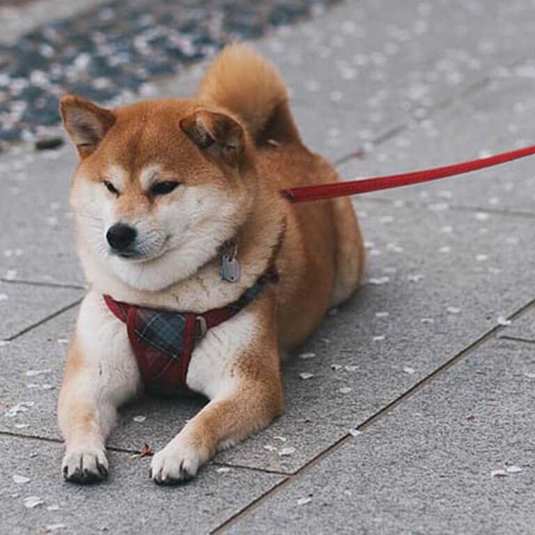 Chien d’appartement, le choisir & le rendre heureux vetsaveur